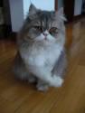 Fotos de Kattos