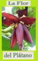 Fotos de La Flor Del Platano