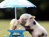 Lechonas Porkys