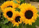 Fotos de Los Girasoles De Francia Floristeria