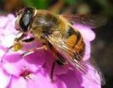 Fotos de Miel Pura De Abejas Dulce Paraiso