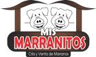 Fotos de Mis Marranitos - Porcicultura
