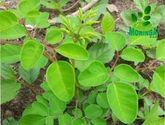 Fotos de Moringa S.a.s