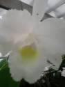 Fotos de Orquideas Betsi