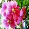 Fotos de Orquideas Maria Cristina Colombia