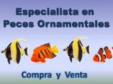 Fotos de Peces Amazonicos Ornamentales Tropicales
