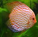 Fotos de Peces Exoticos Tropicales