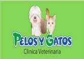 Fotos de Pelos Y Gatos Veterinaria