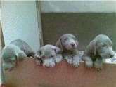 Fotos de Pequeños Y Grandes-Venta De Perros