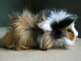 Fotos de Perros Y Animales Online