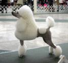 Fotos de Pet Shop Groomer Can