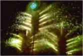 Fotos de Pirotecnia San Luis