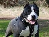 Fotos de Pitbull.