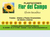 Fotos de Plantaciones * Flor Del Campo*