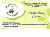 Fotos de Plantuladora Curiti Palmar