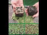 Fotos de Poliempaques - Biologicos De Occidente S.a.s.