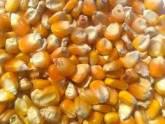 Fotos de Rd Cereales