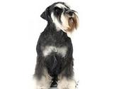 Fotos de Sammi Peluqueria Canina Pereira