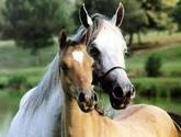 Fotos de Seguros Para Caballos