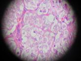 Fotos de Servicio Patología Veterinaria
