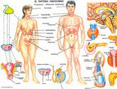 Fotos de Sistema Endocrino