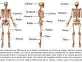 Fotos de Sistema Oseo Del Cuerpo Humano
