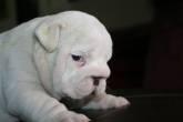 Fotos de Special Dogs