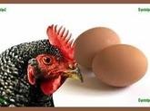 Fotos de Surti Huevos.