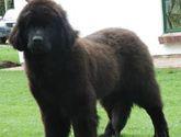 Fotos de Terranovas Del Gran Oso Negro
