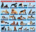 Fotos de Tienda De Mascotas Compra Y Venta De Cachorros