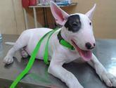 Fotos de Tienda Veterinaria Snoopy Mascotas