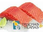 Fotos de Truchas Y Tilapias
