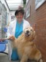 Fotos de Unidad De Oftalmologia Veterinaria Audrey Calderon