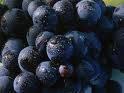 Fotos de Uvas Del Valle