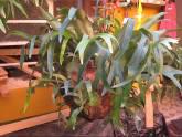 Fotos de Vendo Cuernos Plantas Colgantes Y Cuadro Tallado Cedro Rojo
