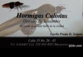 Fotos de Vendo Hormigas Culonas