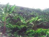 Fotos de Venta-Permuto Finca Cafetera-Libano Tolima
