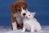 Fotos de Veterinaria Animal Vet Sur