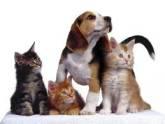 Fotos de Veterinaria Canes Y Felinos