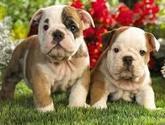 Fotos de Veterinaria Mascotas Felices