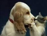 Fotos de Veterinaria Mascotilandia