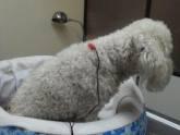 Fotos de Veterinaria Mi Mascota Consentida