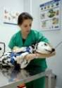 Fotos de Veterinaria Perros Y Gatos