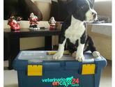 Fotos de Veterinario En Casa 24 Horas