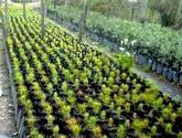 Fotos de Vivero Bosque Andino