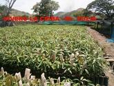 Fotos de Vivero La Ceiba - El Zulia