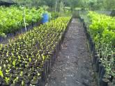 Fotos de Vivero Lumbimar