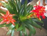 Fotos de Vivero Providencia Ibague
