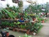 Vivero Serviplantulas