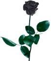 Fotos de Wonderful Flowers